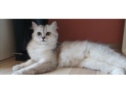 British longhair kızımıza yeni yuva