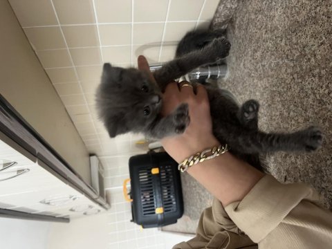 2 aylık bebek british shorthair yavrular