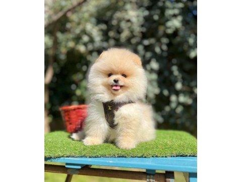 Safkan pomeranian boo yavrularımız