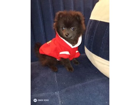 Pomeranian 8 aylık aşıları yapıldı erkek