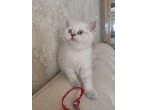 Harika bir bebek british shorthair