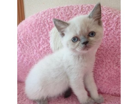 2 buçuk aylık british shorthair