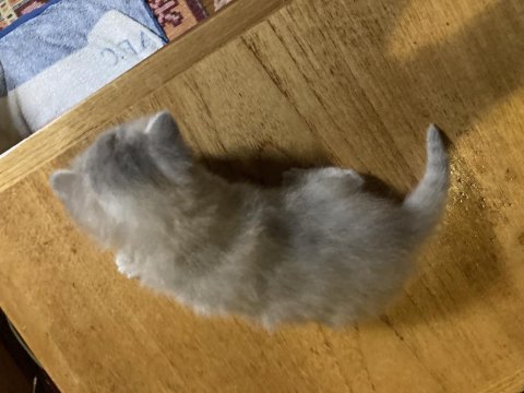 Kedi sahiplendirme british shorthair