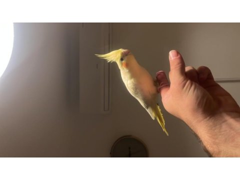 6 aylık sultan papağanı dişi