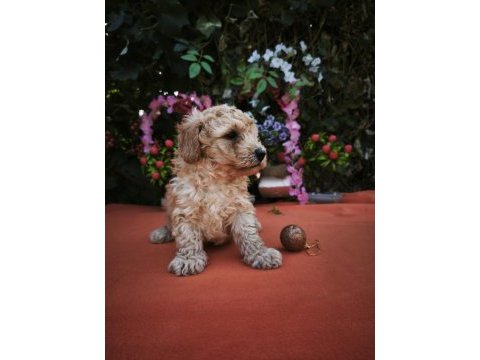 Maltipoo köpekler