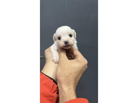Minik yavru köpekler yeni yuvasına gitmeye hazırlar