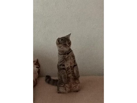 British shorthair ve tekir kırması sakız