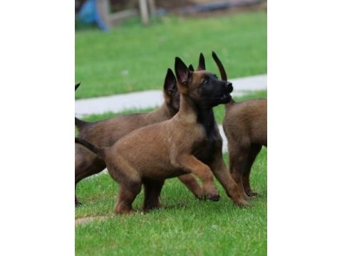 Belçika malinois yavruları 