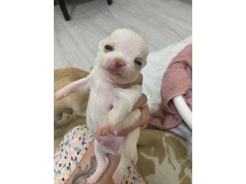 28 mart doğumlu chihuahua`lar