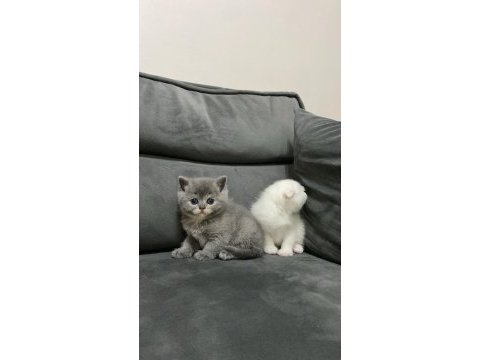 British shorthair gri