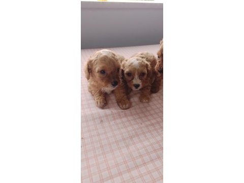 Maltipoo yavru