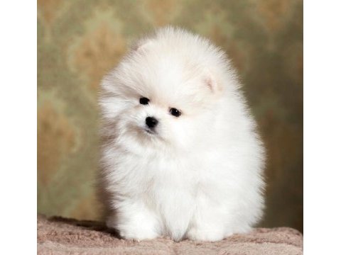 Pomeranian boo yavrularımız