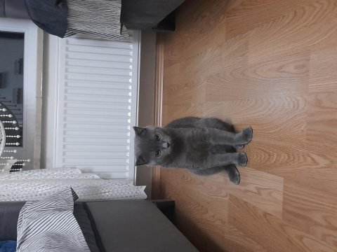 Oyuncu british shorthair