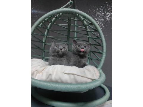 British shorthair erkek yavrularımız