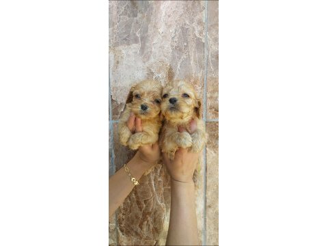 Maltipoo yavruları