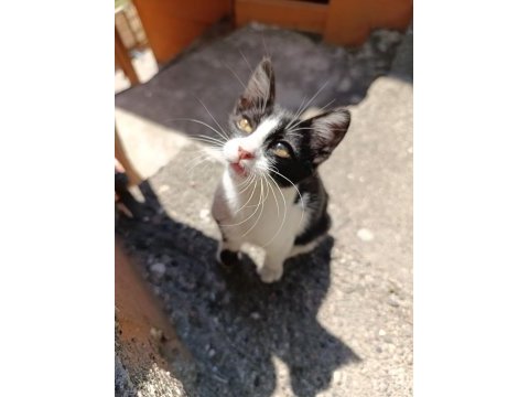 Kedimize acilen ömürlük yuva aranıyor