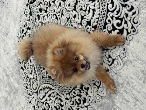 Pomeranian boo köpeği