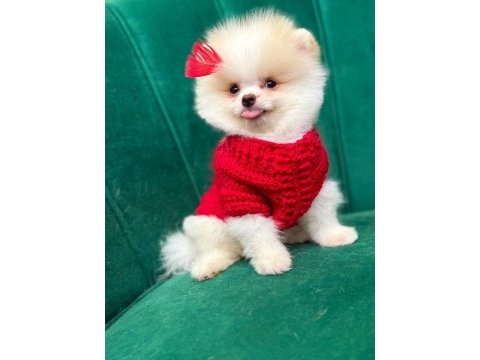 Pomernina boo