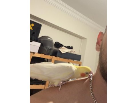 Full evcil sultan papağanı