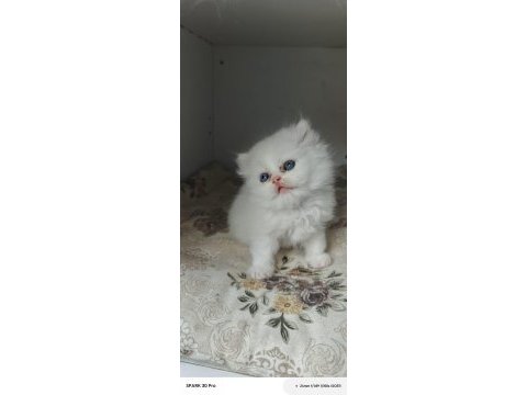 Minnoş bebek kediler