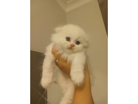 Yavru bembeyaz scottish fold