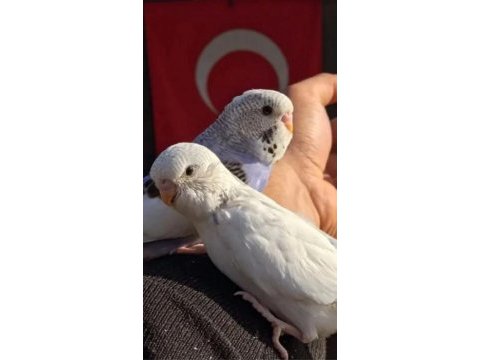 El beslemesi yavru yerli kuşlar mevcuttur