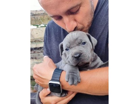 A kalite cone corso blue 2 aylık