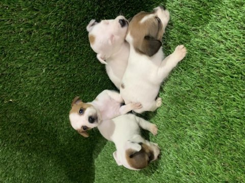 Safkan jack russell bebekler