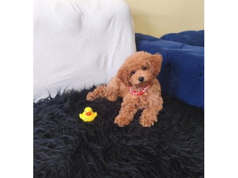 Peluş bir kız toy poodle