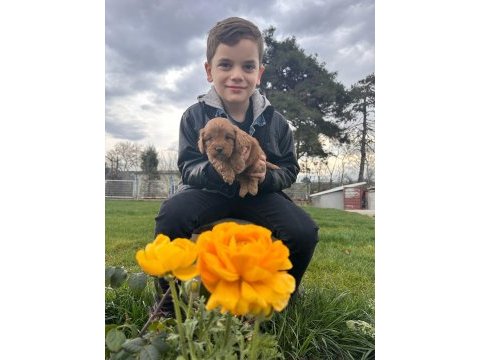 Toy poodle yavrular