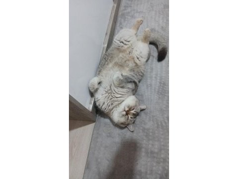 Erkek kedim kendine gelin adayı arıyor