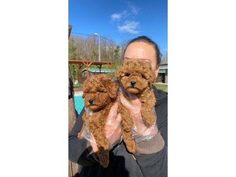 Red brown toy poodle yavruları istanbul