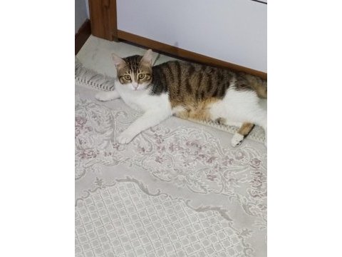 Acil sahiplendirme british shorthair