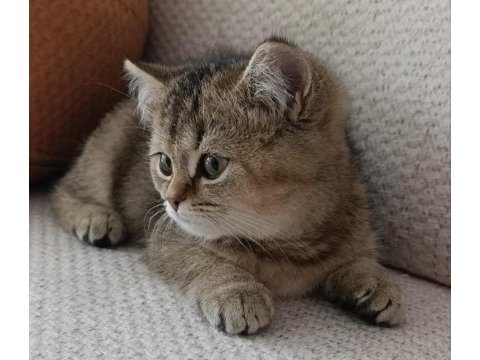 Yakışıklı yavru british shorthair
