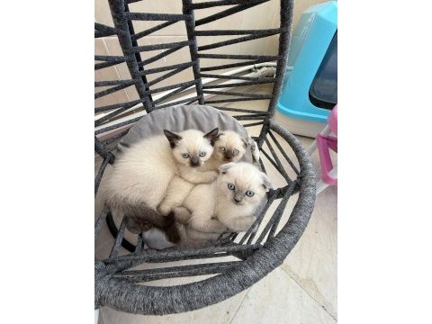 British shorthair ve scottish fold yavrularımız