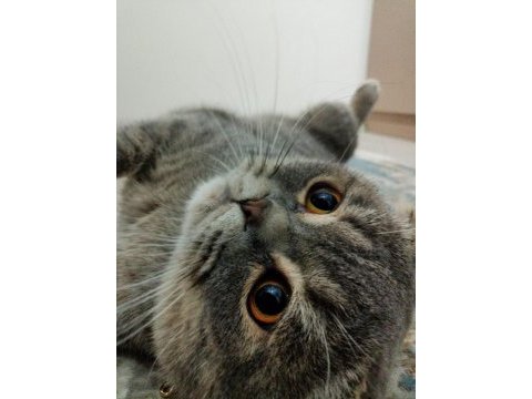 Scottish fold simba için maalesef yeni yuva arıyoruz