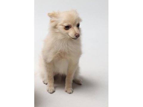 Pomeranian yavru 6 aylık