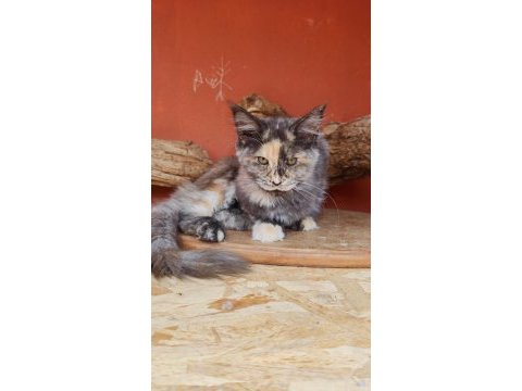 Maine coon kedimiz