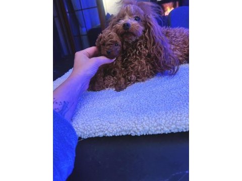 Ankarada tek tea cup kore poodle yavrularımız
