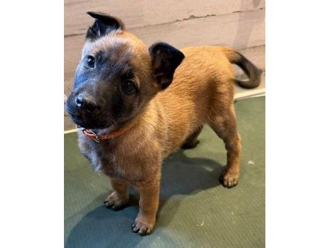 Şecereli safkan şampiyona köpeği 3 aylık malinois