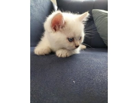 British shorthair silver point erkek yavrum