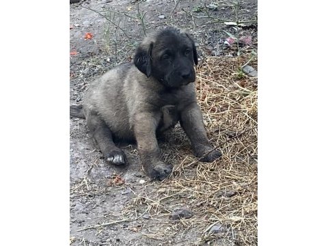Köpeğimizi sahiplendiriyoruz