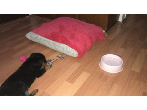 A kalite saf kan macar rottweiler
