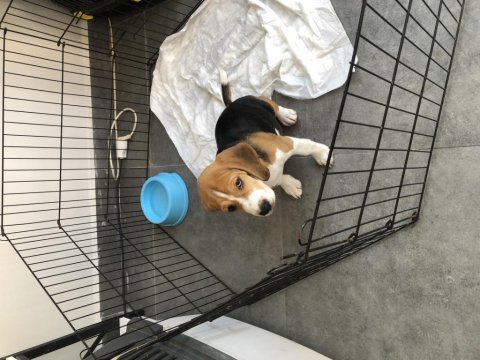 Sevimli beagle yavrumuz