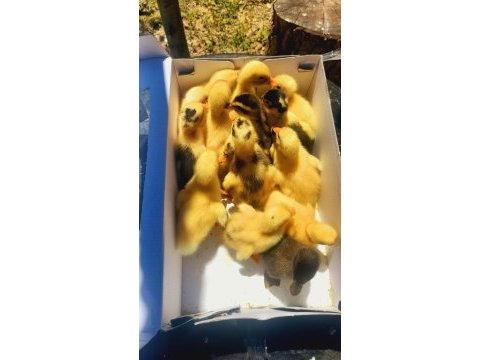 Ördek yavruları sorunsuz sağlıklı