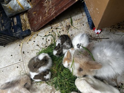 Manisa aslanbaş ve lop tavşan sahiplendirme