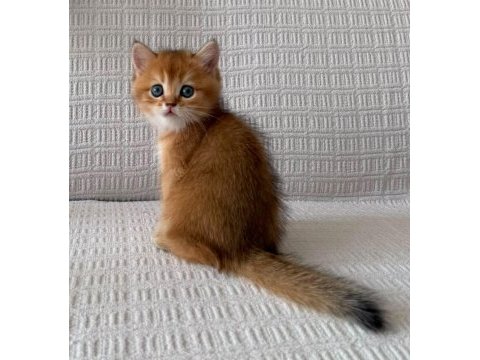 En güzel  ny12 golden british shorthair yavrular