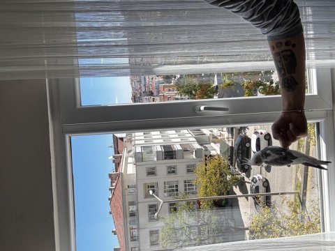 3.5 aylık konuşan erkek sultan papağanı