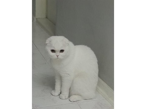 Acil dişi scottish fold