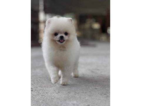 Mersin pomeranian boo köpeği